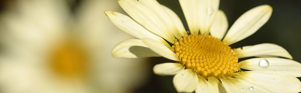 Yellow-chrysanthemum-21-aug crop