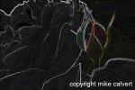 img_6803_adj_glowedge_3_12_3.jpg