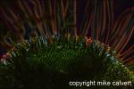img_6915_adj_glowedge_3_12_3.jpg