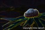 img_7193_glowedge_3_12_3.jpg