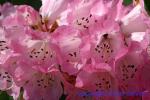 229-2959_img_adj_wcol_901_rhododendron_pk.jpg