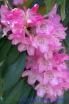 230-3018_img_adj_wcol_901_rhododendron_pk.jpg