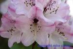 230-3021_img_adj_wcol_901_rhododendron_fulvum_pk.jpg