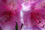 233-3369_img_adj_wcol_901_rhododendron_pink_pearl.jpg