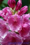 233-3372_img_adj_wcol_901_rhododendron_pink_pearl.jpg