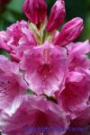 233-3372_img_adj_wcol_901_rhododendron_pink_pearl.jpg