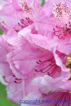 233-3386_img_adj_wcol_901_rhododendron_pink_pearl.jpg